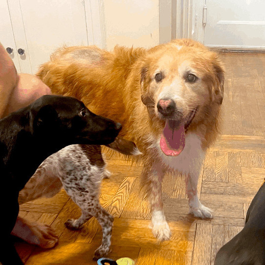 Emma, Adopted, Senior Female Golden Retriever.