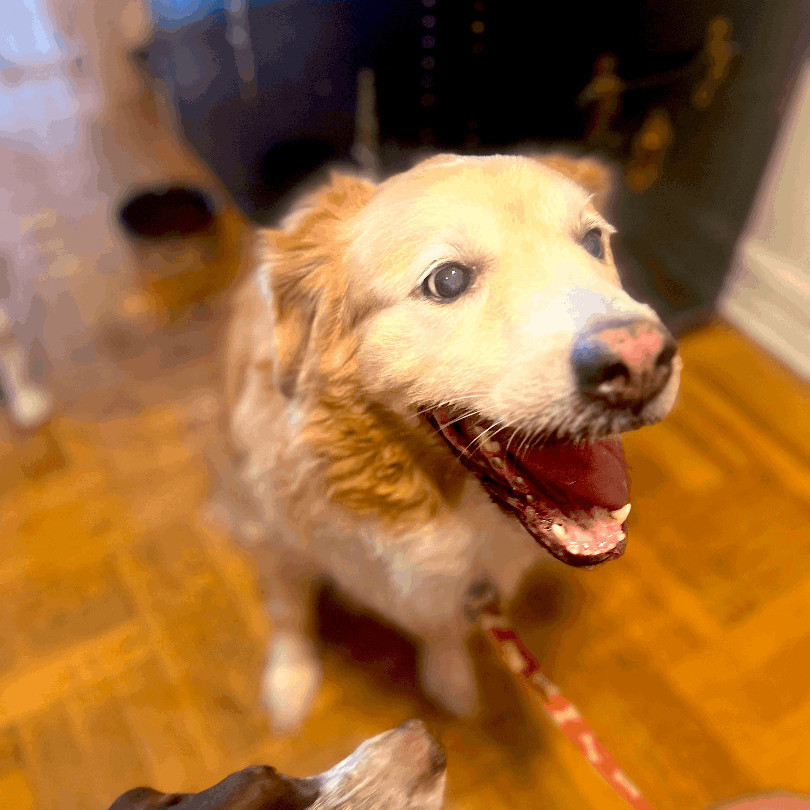 Emma, a Adopted mixed breed in New York, NY image 2/11