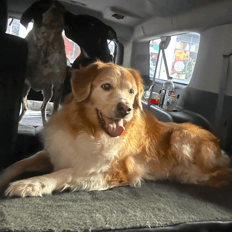 Emma, a Adopted mixed breed in New York, NY image 3/11