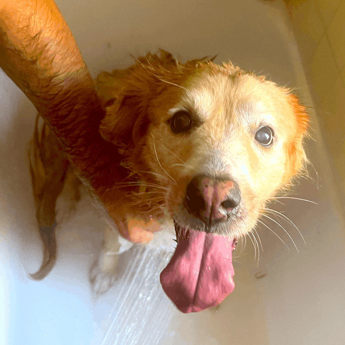 Emma, a Adopted mixed breed in New York, NY image 4/11