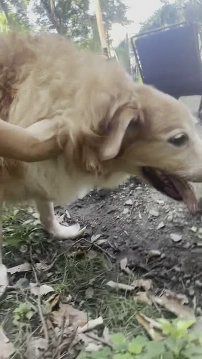 Enlarge Emma, a Adopted mixed breed in New York, NY video 9/11