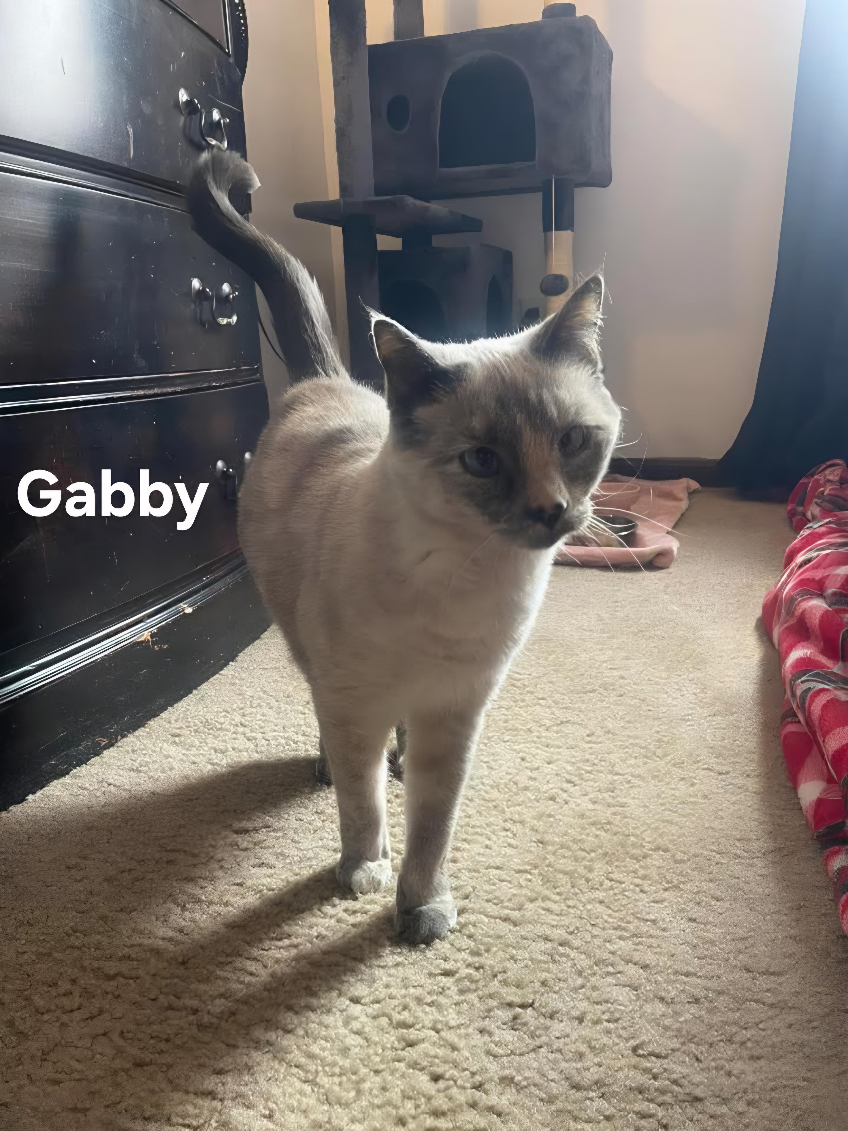 Gabby, ADOPTABLE, Senior Female Siamese.