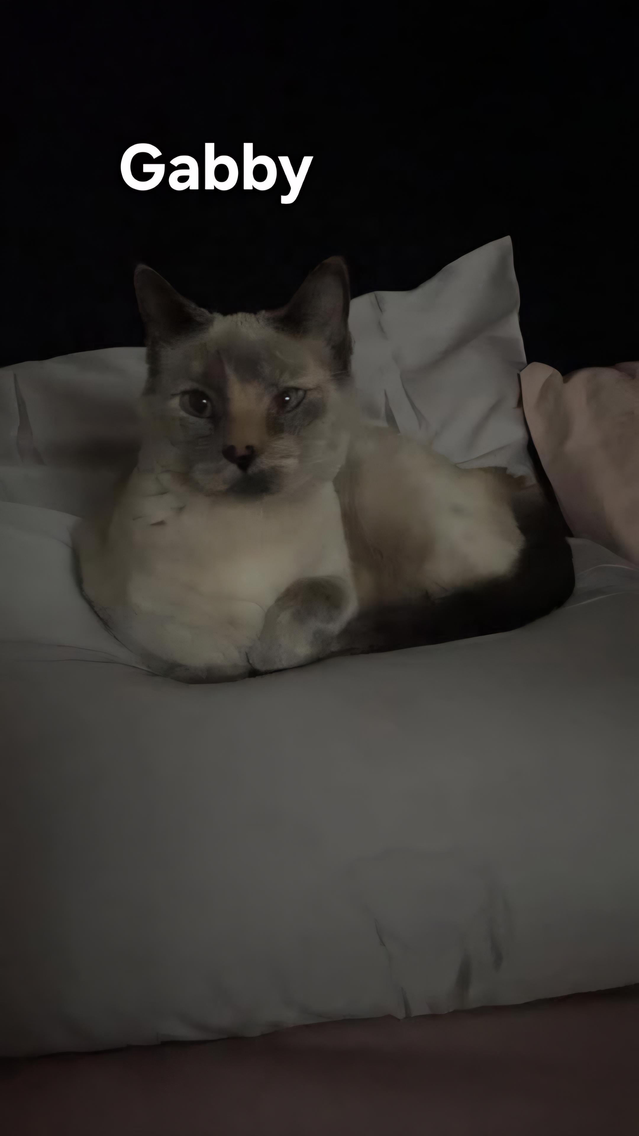 Enlarge Gabby, a ADOPTABLE Siamese in Chicopee, MA image 2/2