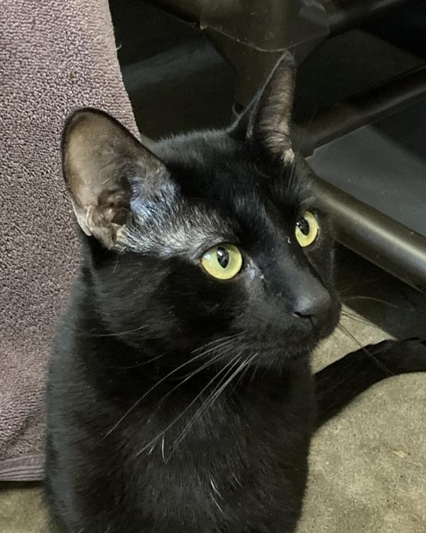 Enlarge Jim Hopper, a Adoptable mixed breed in Novato, CA image 2/5