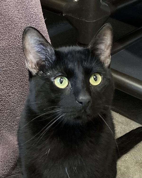 Enlarge Jim Hopper, a Adoptable mixed breed in Novato, CA image 5/5