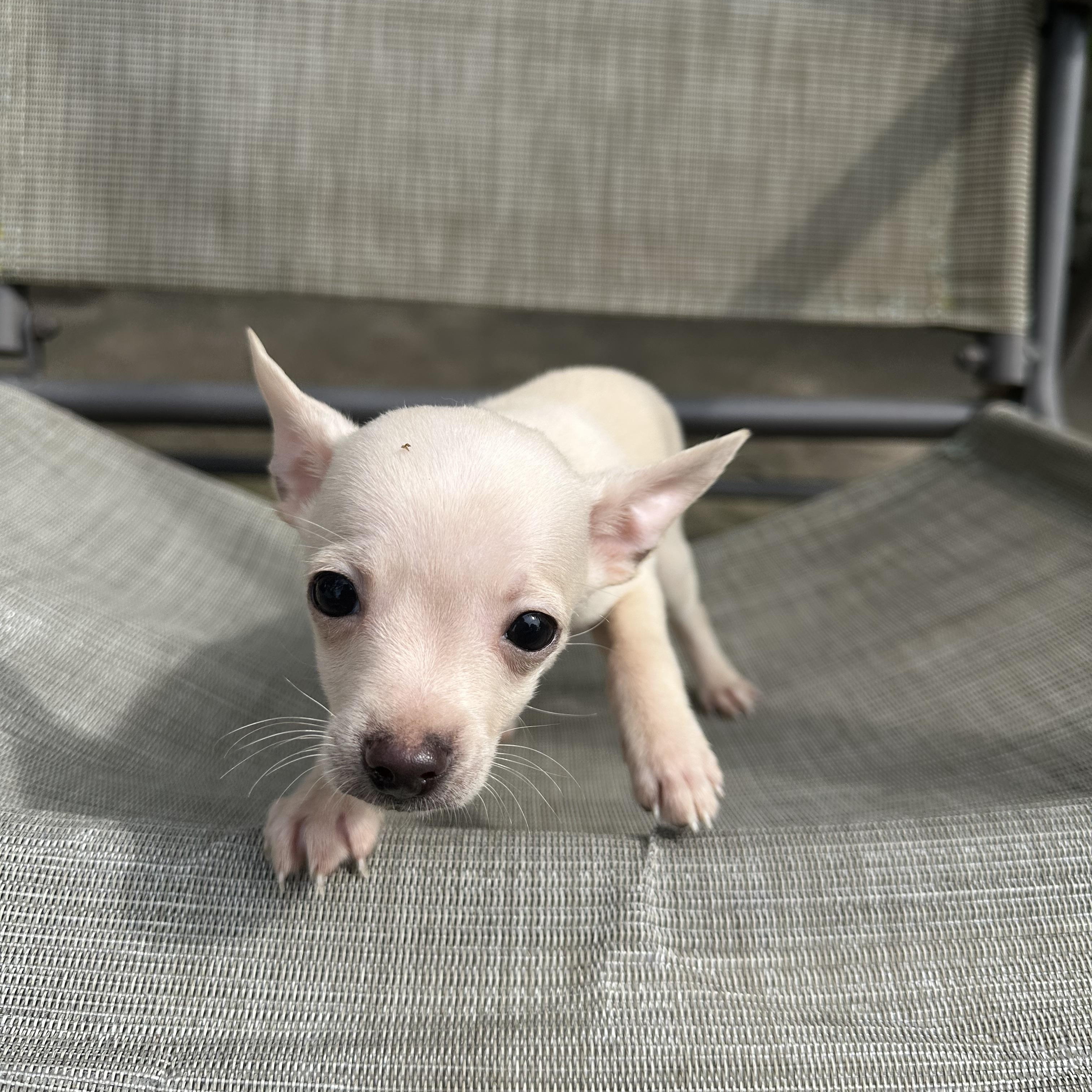 Enlarge Telemachus, a Adopted Chihuahua in RUSSIAVILLE, IN image 2/3