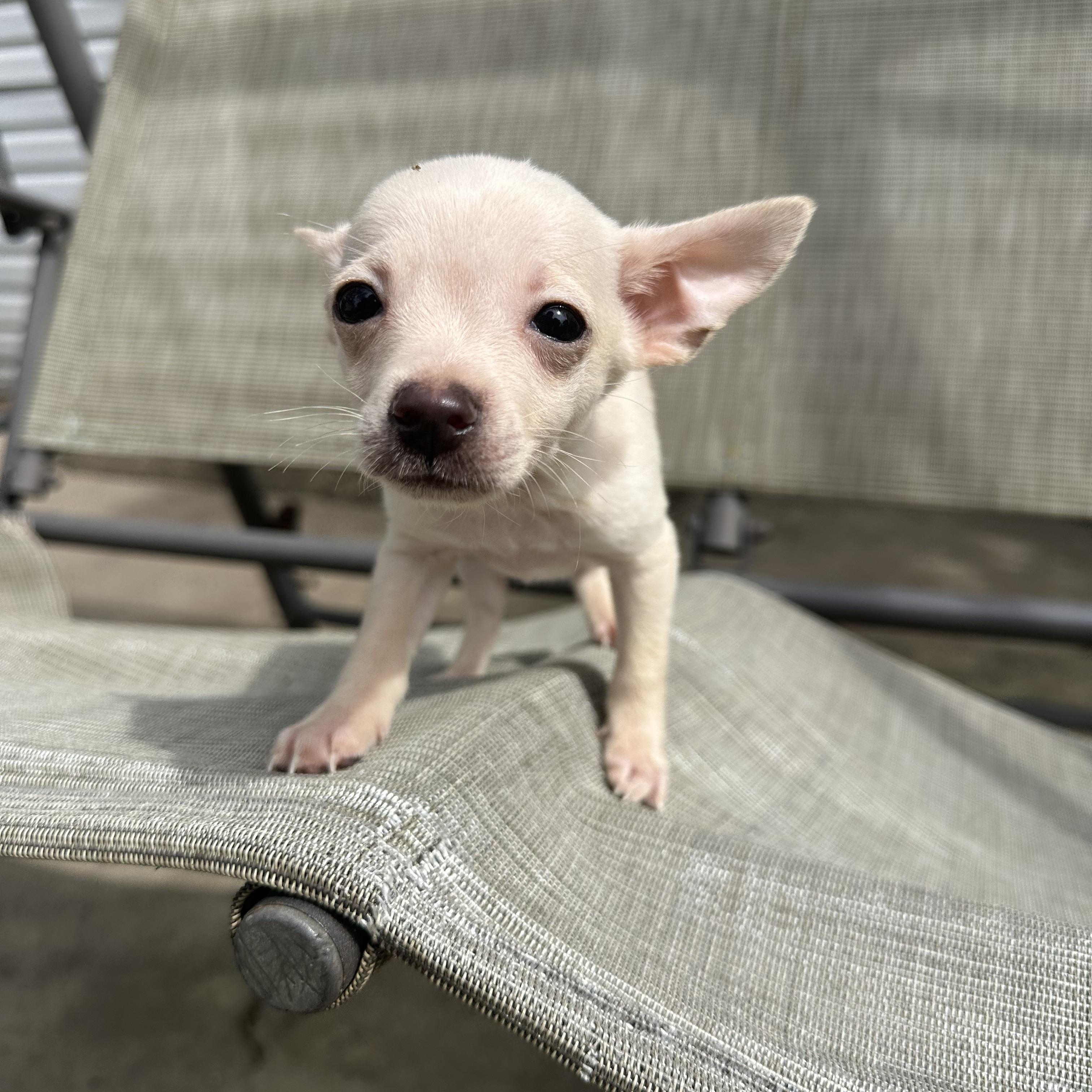 Enlarge Telemachus, a Adopted Chihuahua in RUSSIAVILLE, IN image 1/3