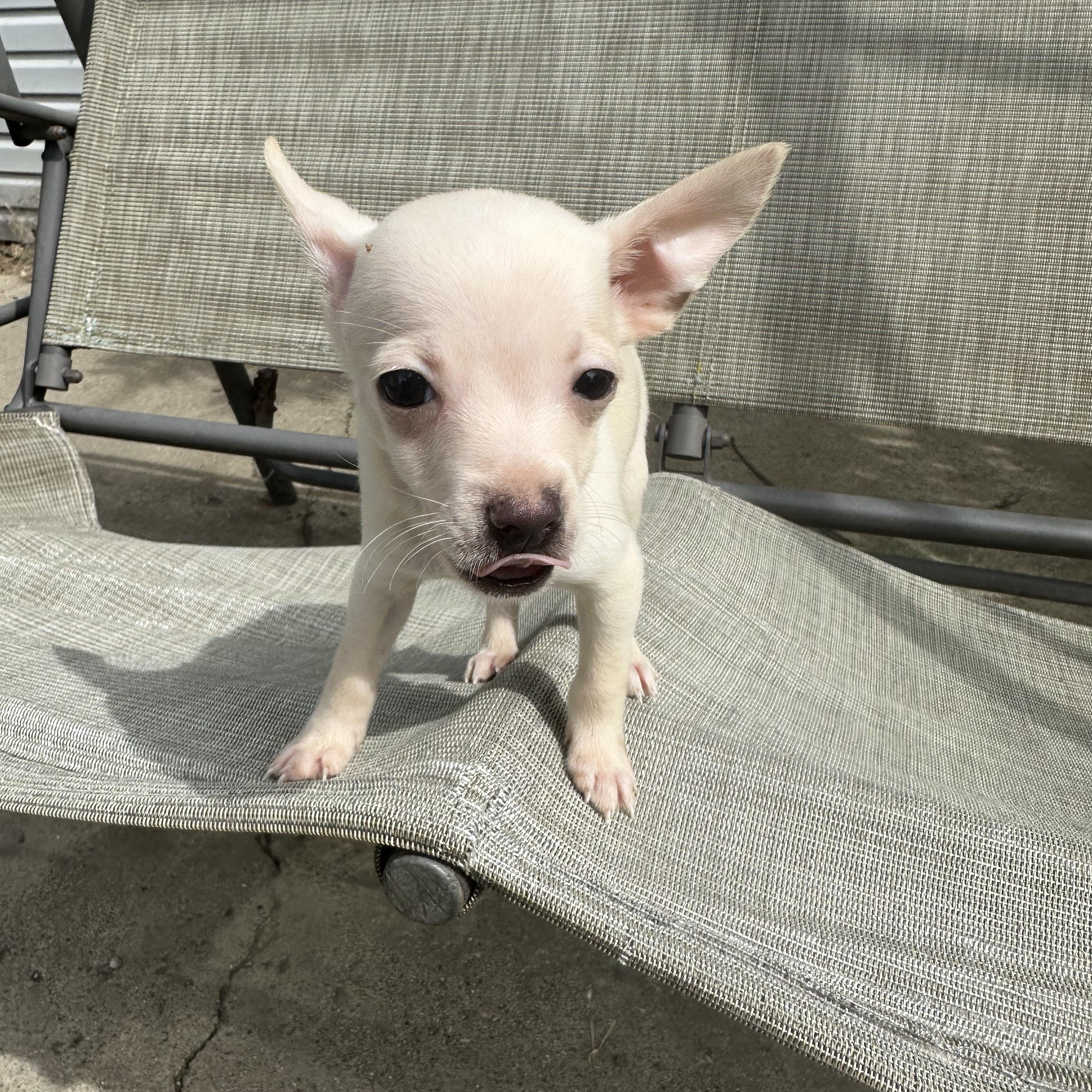 Enlarge Telemachus, a Adopted Chihuahua in RUSSIAVILLE, IN image 3/3