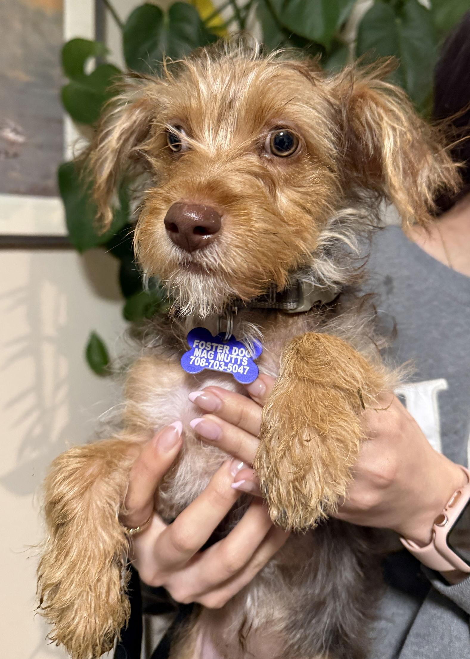 Enlarge Terry CA, a Adoptable Norfolk Terrier in Hillside, IL image 1/2