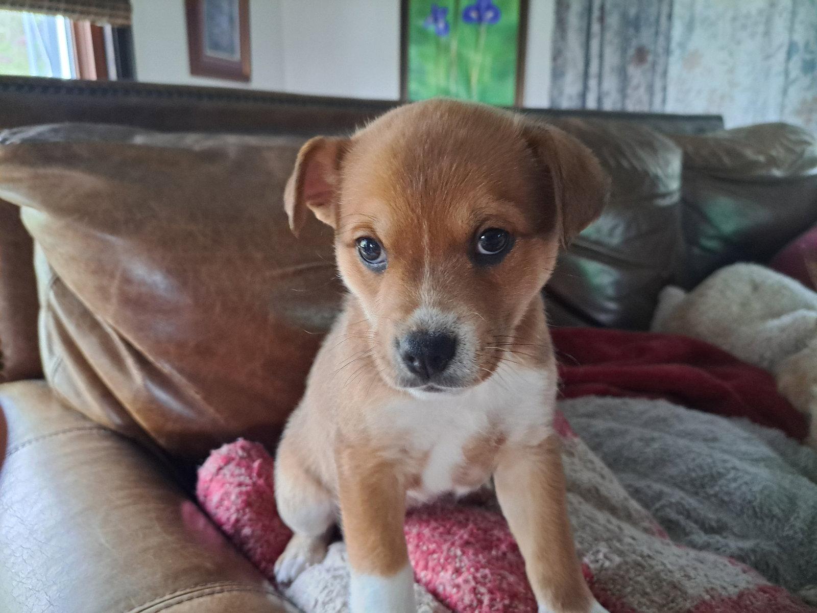 Nectarine, a Adoptable Chihuahua in Grafton, WI image 1/3