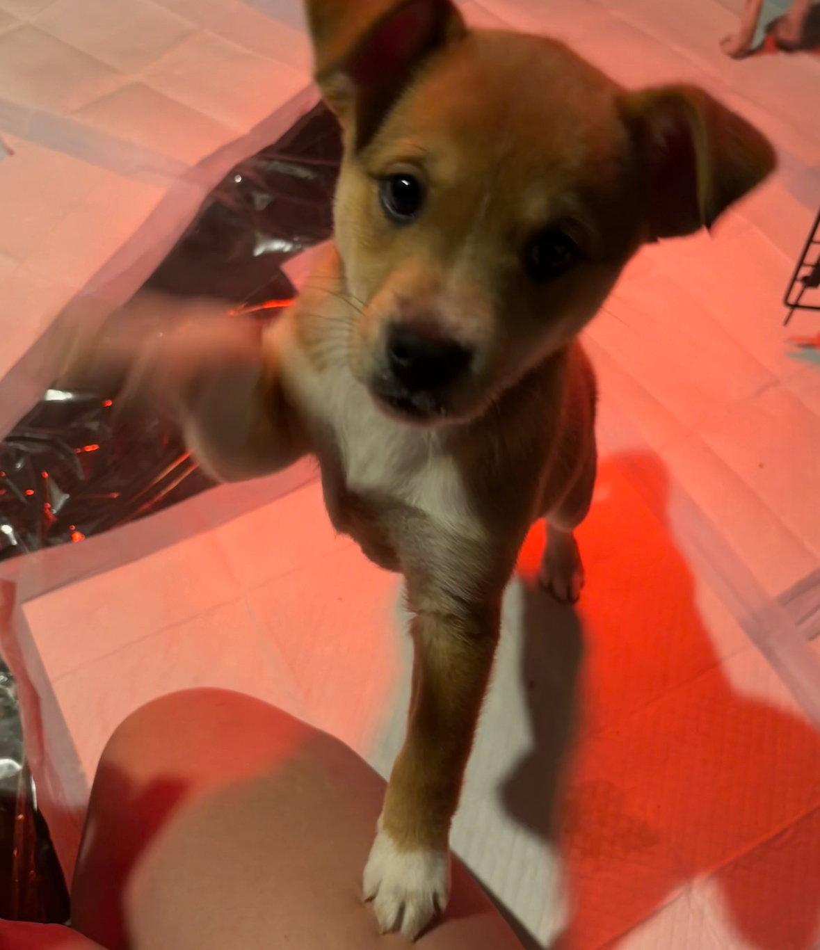 Nectarine, a Adoptable Chihuahua in Grafton, WI image 2/3