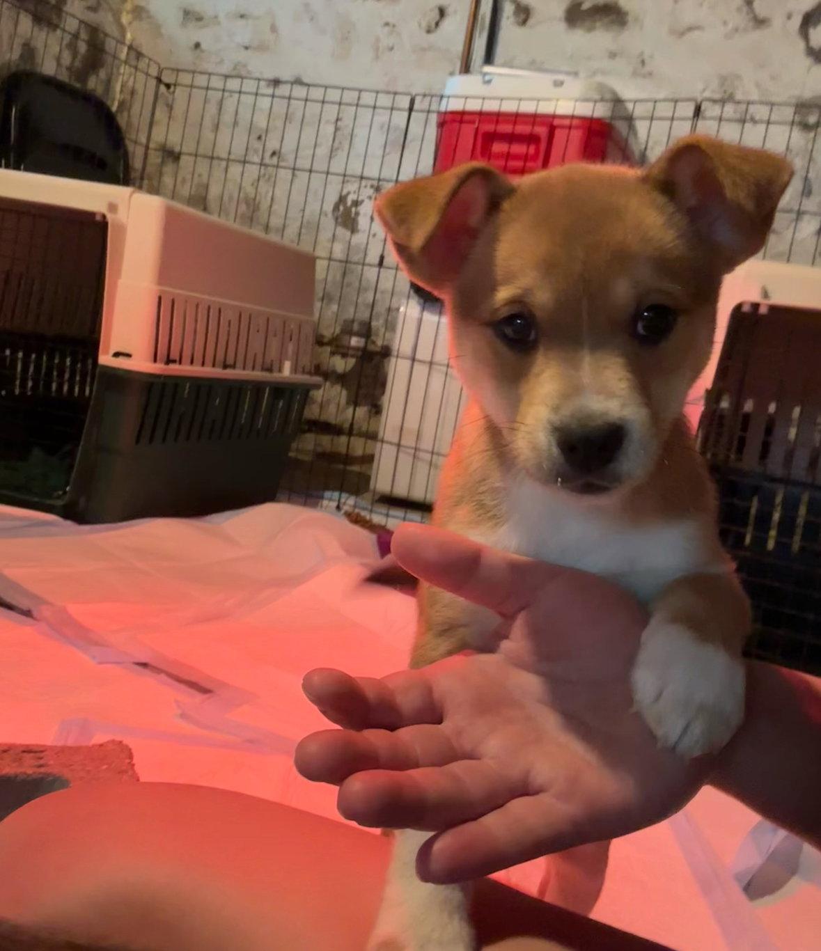 Nectarine, a Adoptable Chihuahua in Grafton, WI image 3/3