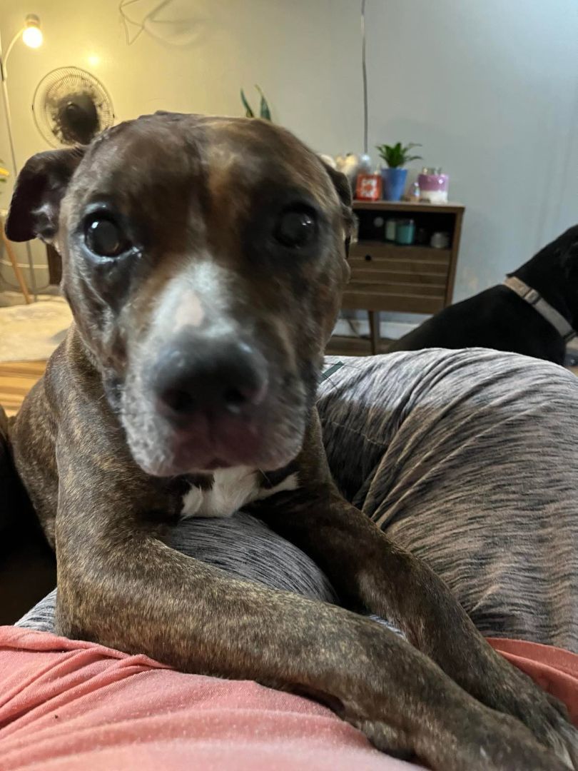 Stryker, Adopted, Young Male Pit Bull Terrier & Mixed Breed.