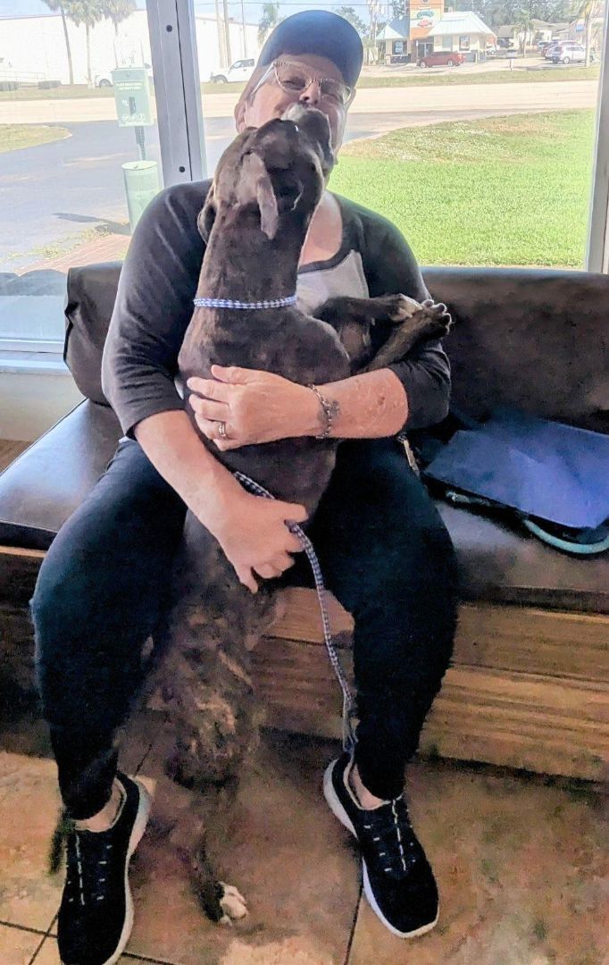 Enlarge Stryker, a Adopted mixed breed in Deltona, FL image 2/2