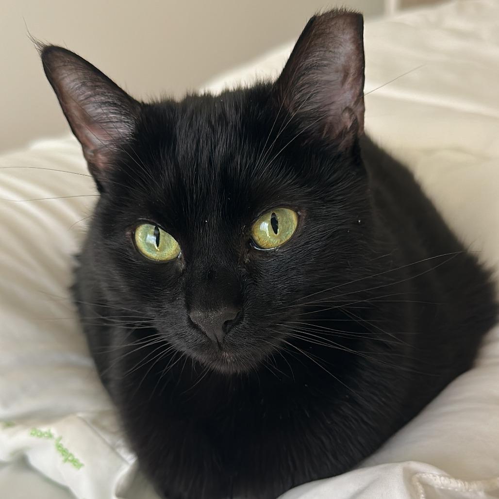 Celina Ray, a Adoptable Domestic Short Hair in Philadelphia, PA image 1/6