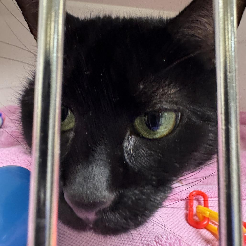 Celina Ray, a Adoptable Domestic Short Hair in Philadelphia, PA image 2/6