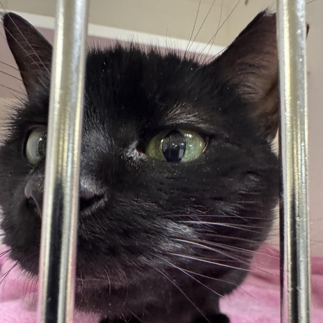 Celina Ray, a Adoptable Domestic Short Hair in Philadelphia, PA image 3/6