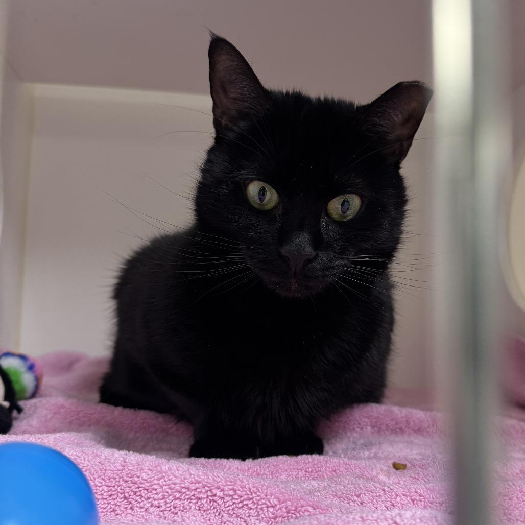 Celina Ray, a Adoptable Domestic Short Hair in Philadelphia, PA image 4/6