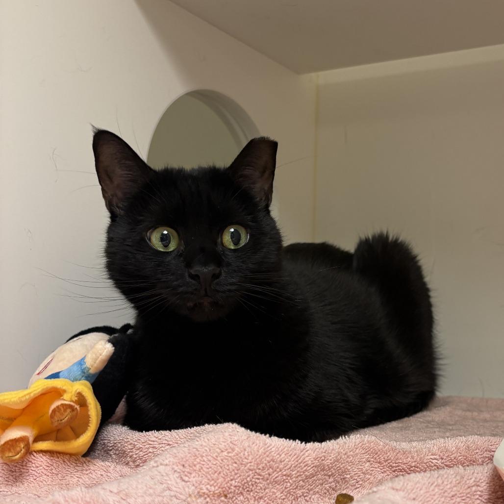 Celina Ray, a Adoptable Domestic Short Hair in Philadelphia, PA image 5/6