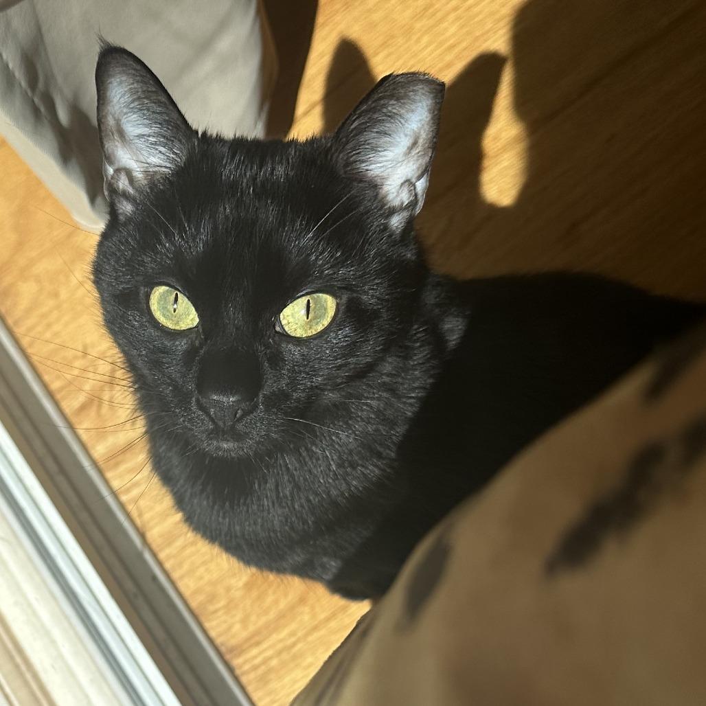 Celina Ray, a Adoptable Domestic Short Hair in Philadelphia, PA image 6/6