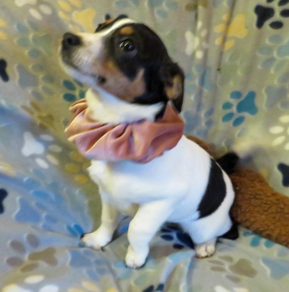 Willa, a Adoptable mixed breed in Crown Point, IN image 1/6