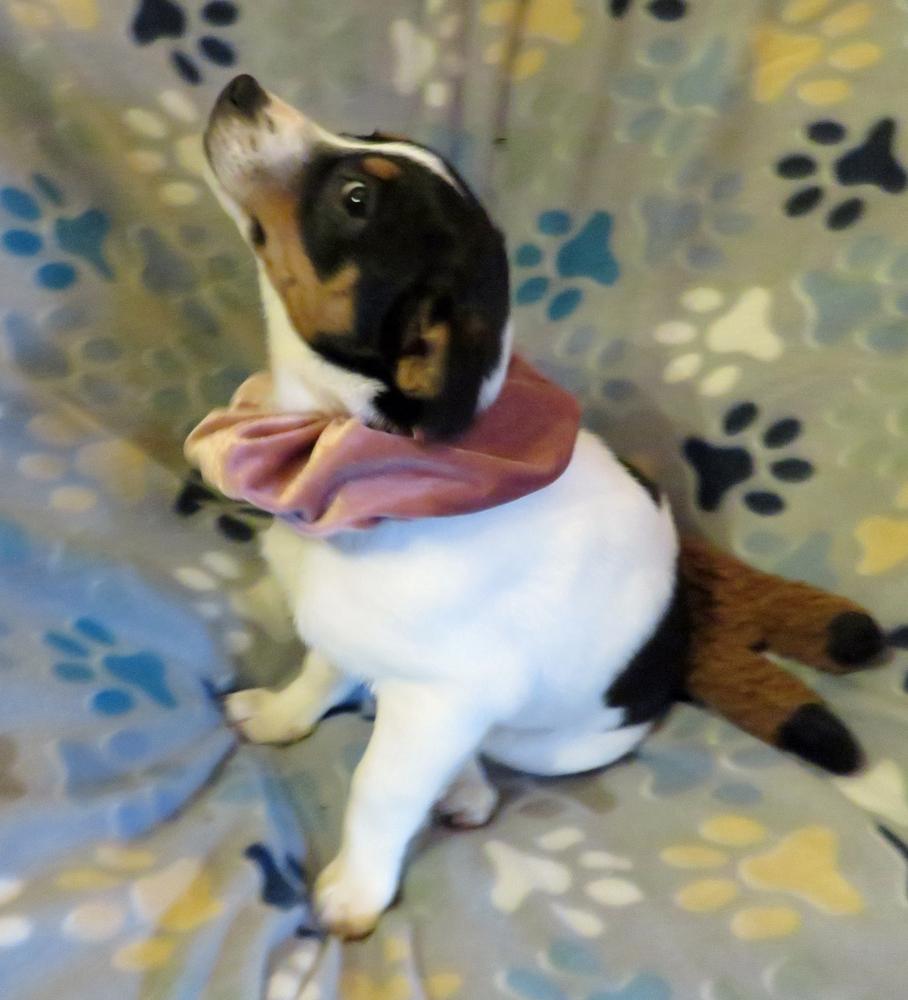 Willa, a Adoptable mixed breed in Crown Point, IN image 5/6