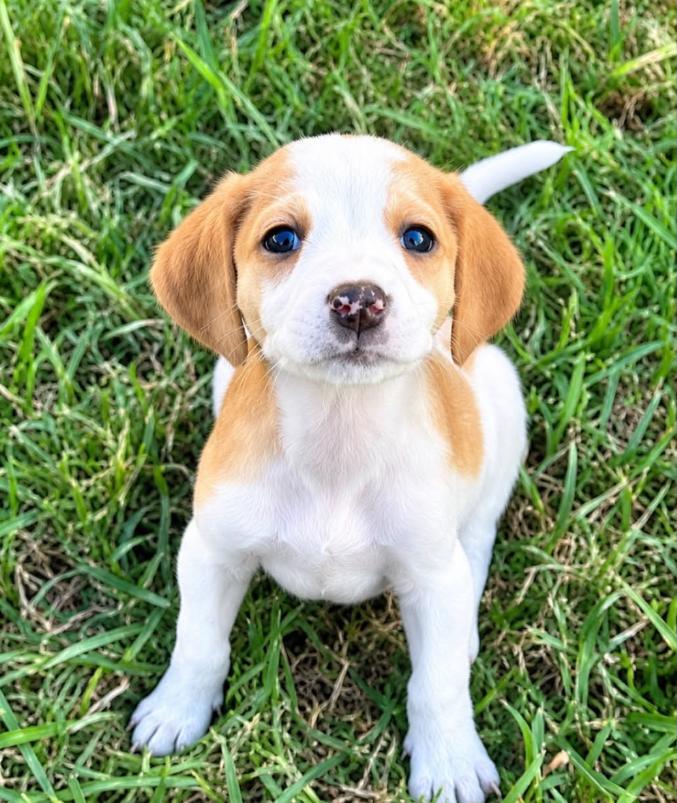 Winnie, Adopted, Puppy Female Hound.