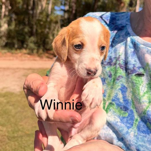 Enlarge Winnie, a Adoptable mixed breed in Eutawville, SC image 1/1