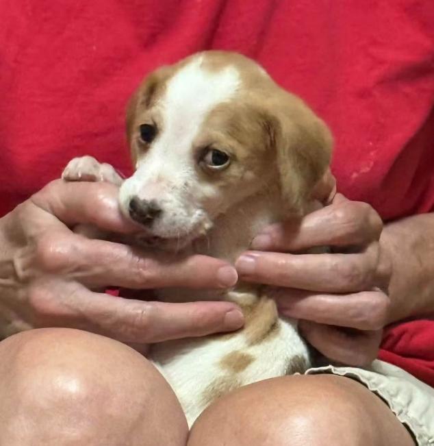 Enlarge Winnie, a Adopted mixed breed in Eutawville, SC image 4/4