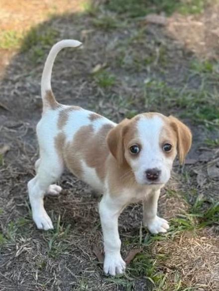Enlarge Winnie, a Adopted mixed breed in Eutawville, SC image 2/4