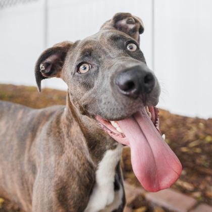 Enlarge Echo, a Adoptable mixed breed in Largo, FL image 1/3