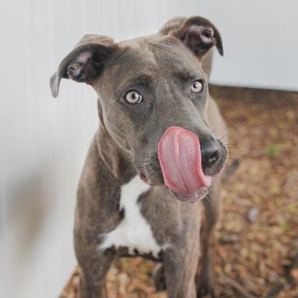 Enlarge Echo, a Adoptable mixed breed in Largo, FL image 2/3