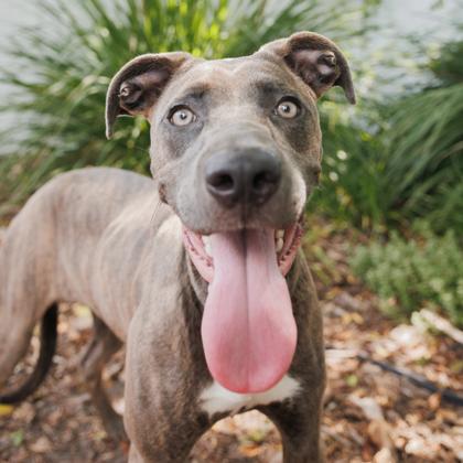 Enlarge Echo, a Adoptable mixed breed in Largo, FL image 3/3