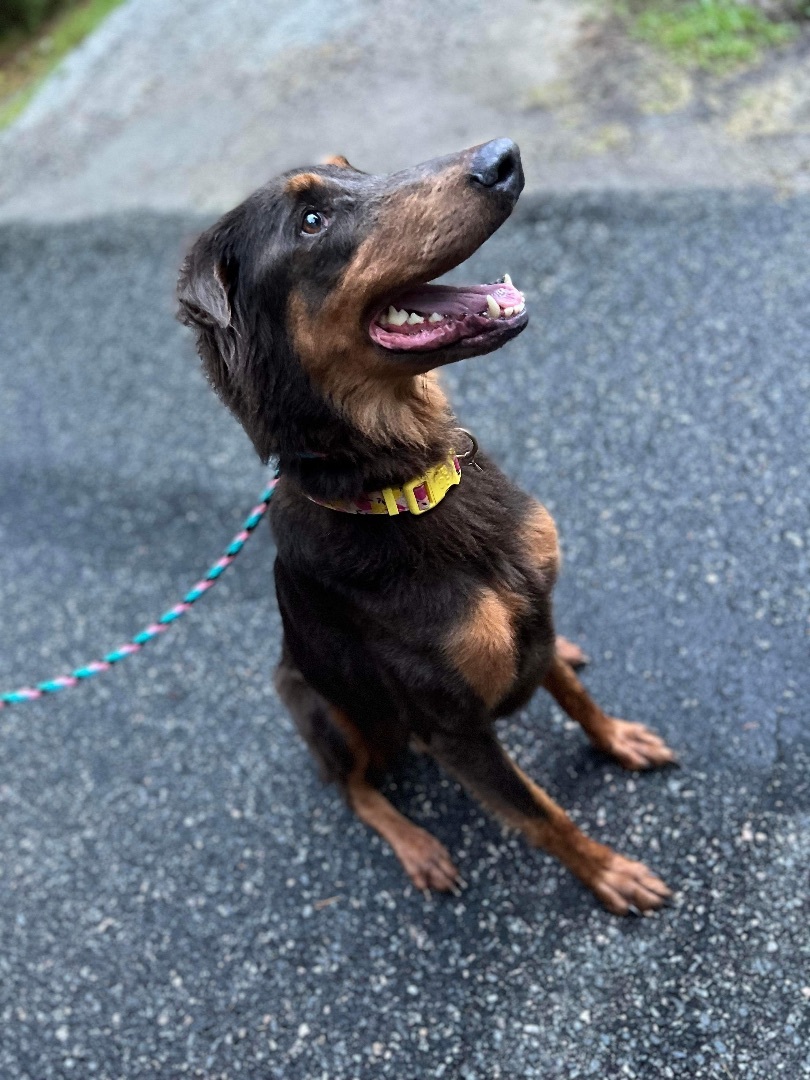Birdie, Adult Female Mixed Breed