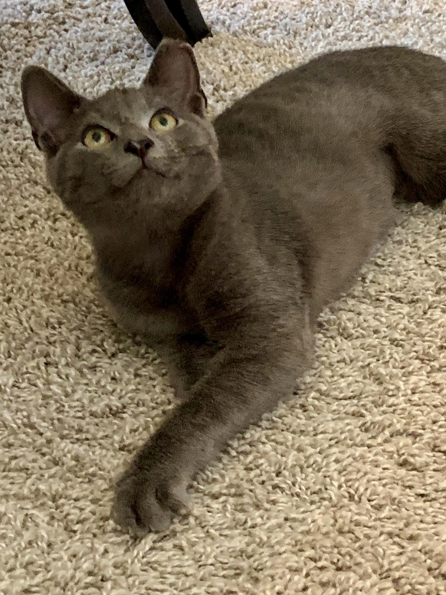 Enlarge Bluey, a Adopted Russian Blue in Bloomsburg, PA image 1/4