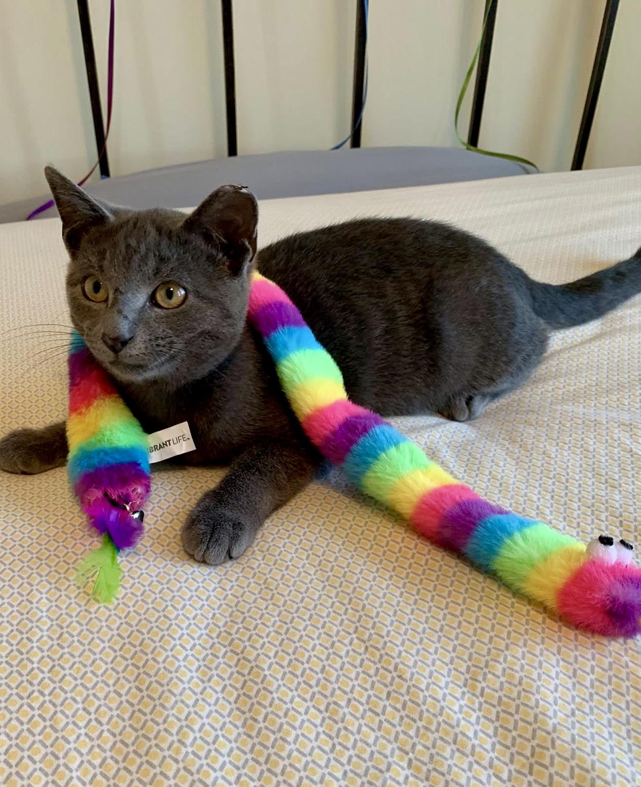Enlarge Bluey, a Adopted Russian Blue in Bloomsburg, PA image 2/4