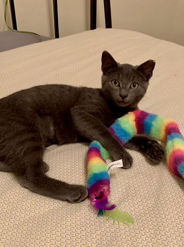 Enlarge Bluey, a Adopted Russian Blue in Bloomsburg, PA image 3/4