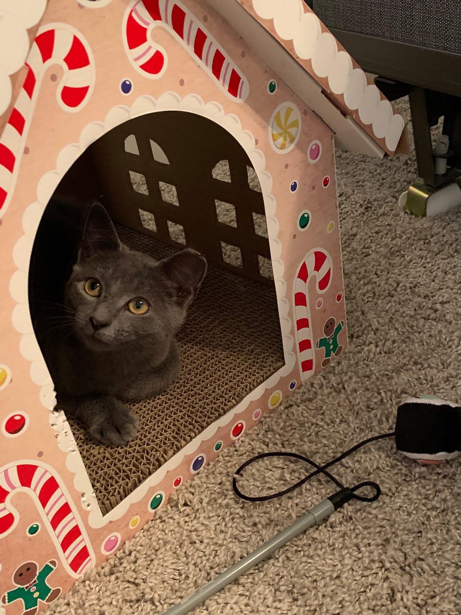 Enlarge Bluey, a Adopted Russian Blue in Bloomsburg, PA image 4/4