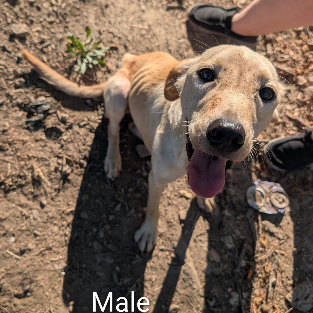 Ash, Adoptable, Young Male Terrier.