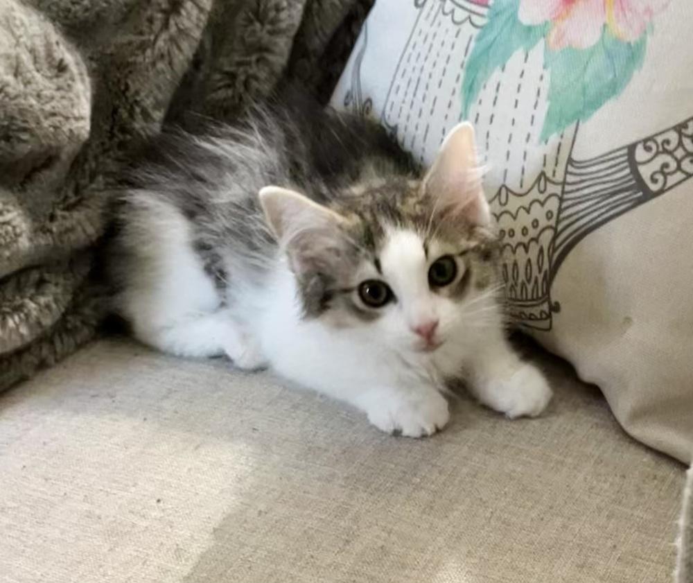 Fanta, Adoptable, Kitten Female Domestic Medium Hair.