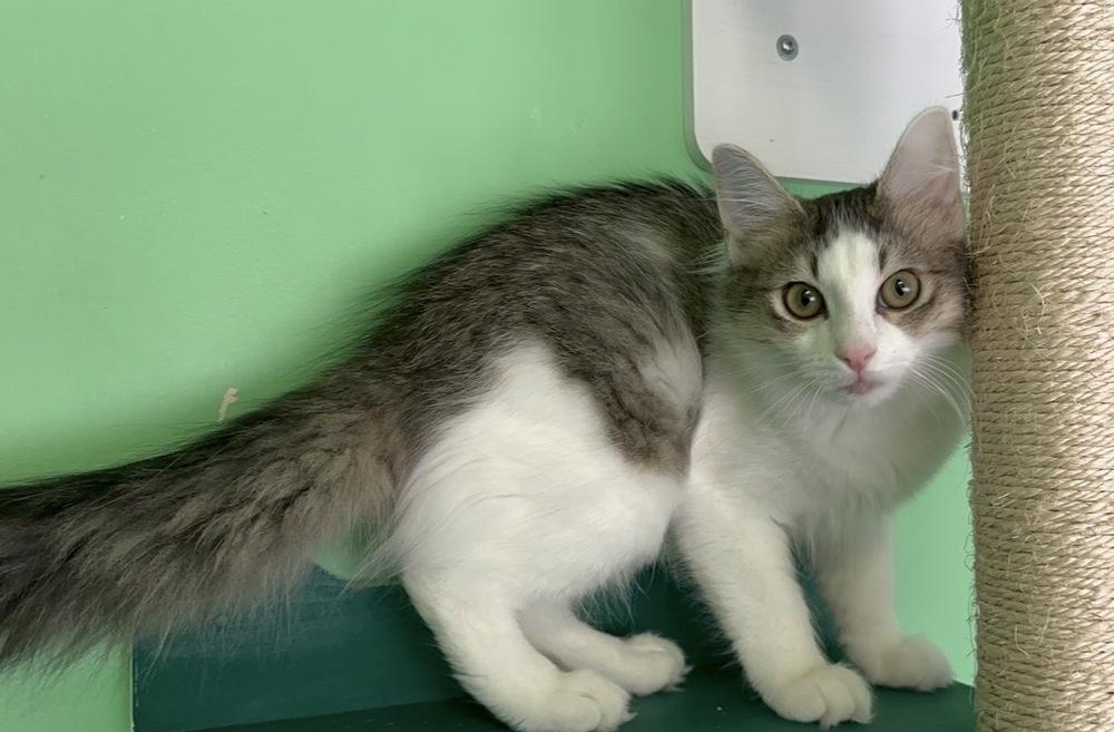Enlarge Fanta, a Adoptable mixed breed in Woodbridge, VA image 2/2
