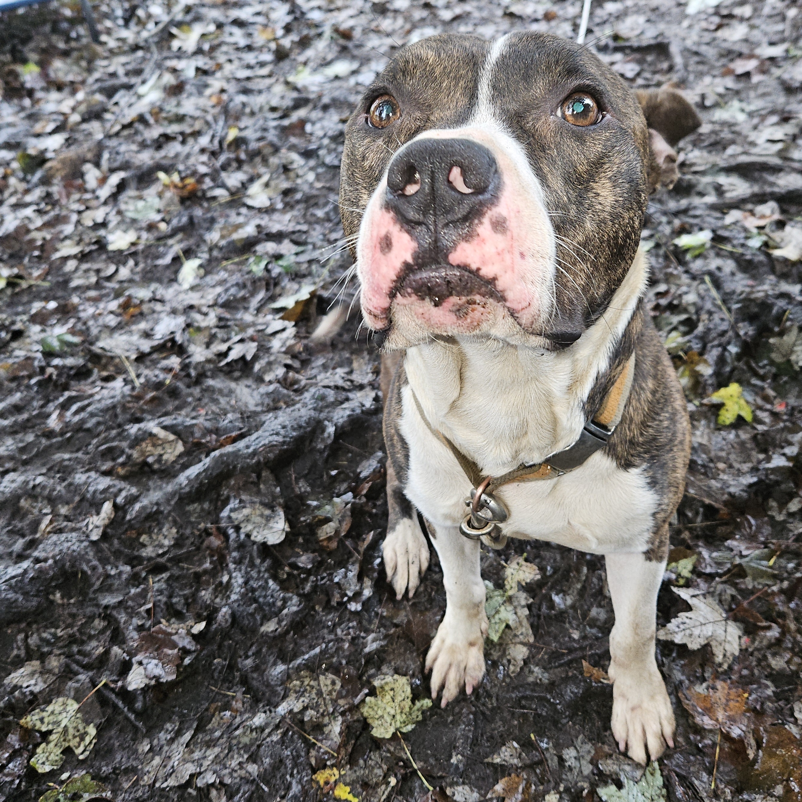 Ruger, an adoptable American Staffordshire Terrier in Claridge, PA, 15623 | Photo Image 2