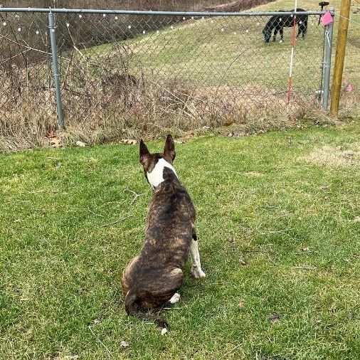 Ruger, a Adoptable mixed breed in Claridge, PA image 5/6