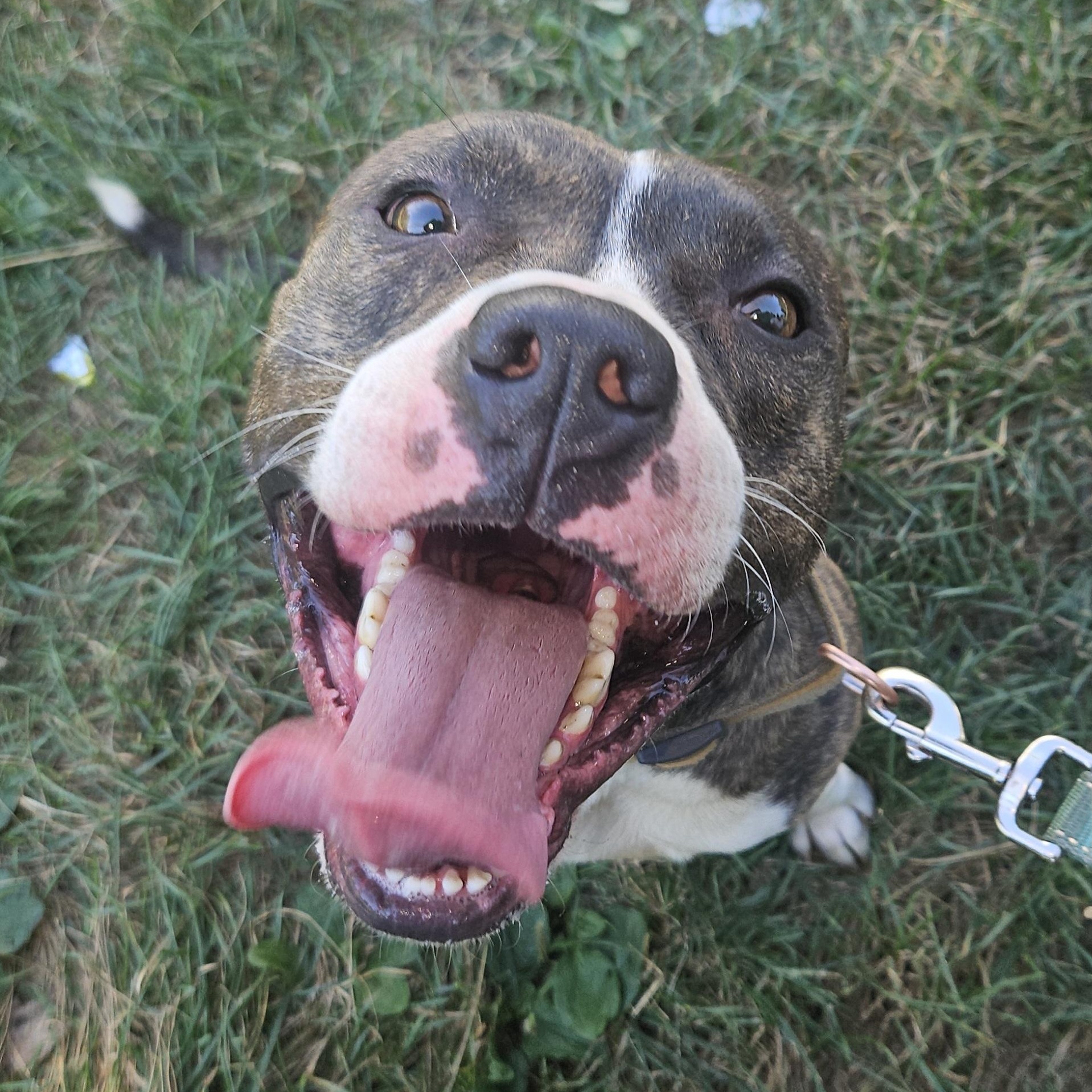 Ruger, a Adoptable mixed breed in Claridge, PA image 1/6