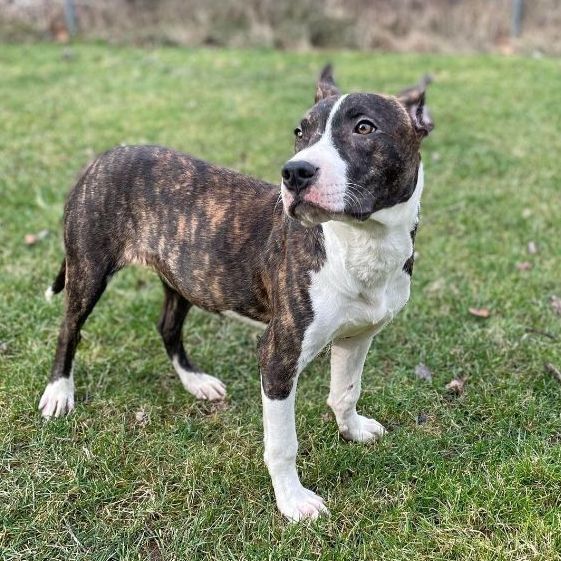 Ruger, a Adoptable mixed breed in Claridge, PA image 4/6