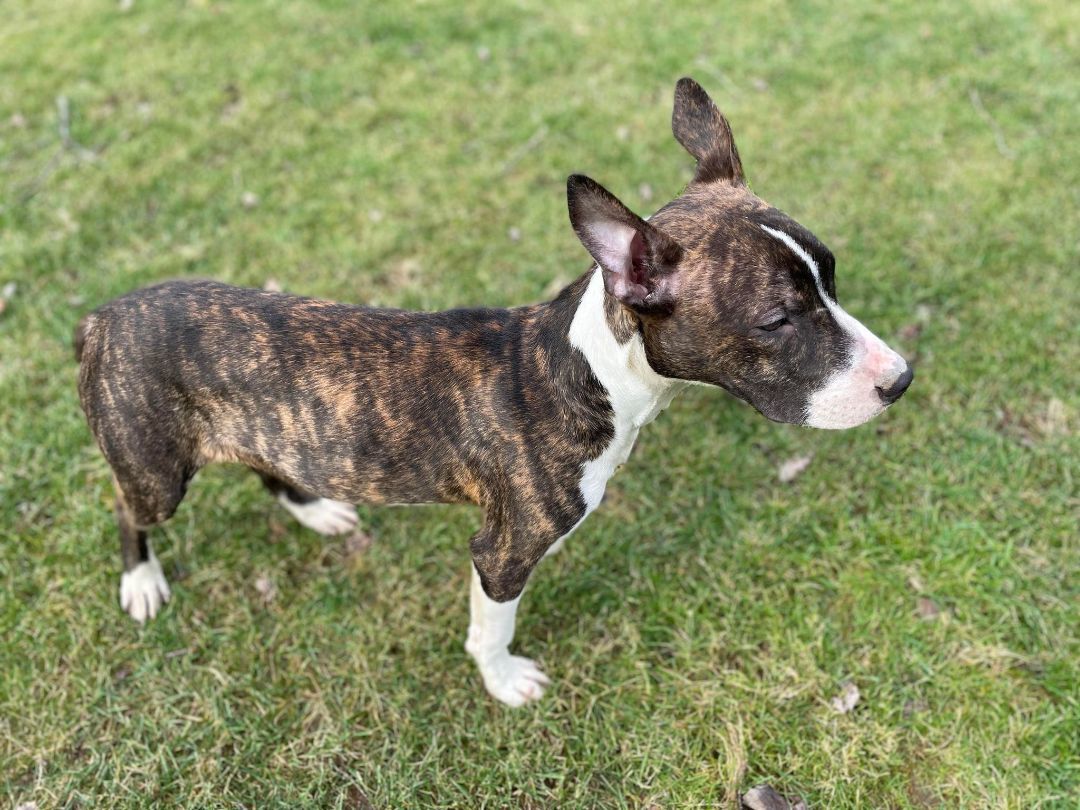 Ruger, an adoptable American Staffordshire Terrier in Claridge, PA, 15623 | Photo Image 5