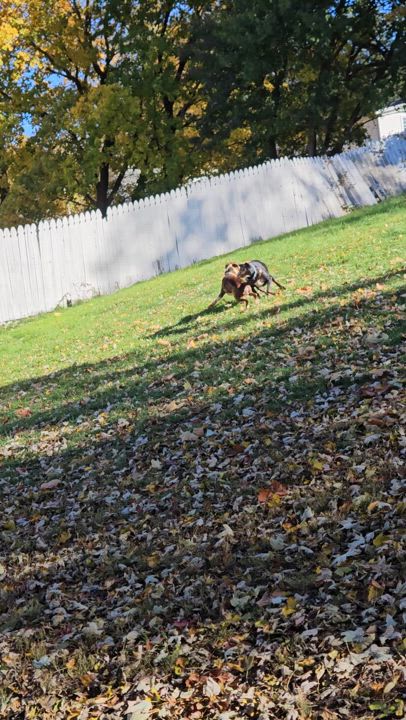 Enlarge Ruger, a Adoptable mixed breed in Claridge, PA video 3/6