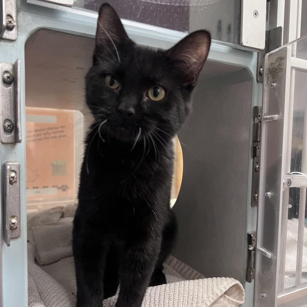 Enlarge Emerald, a Adoptable Domestic Short Hair in Glenwood Springs, CO image 1/4