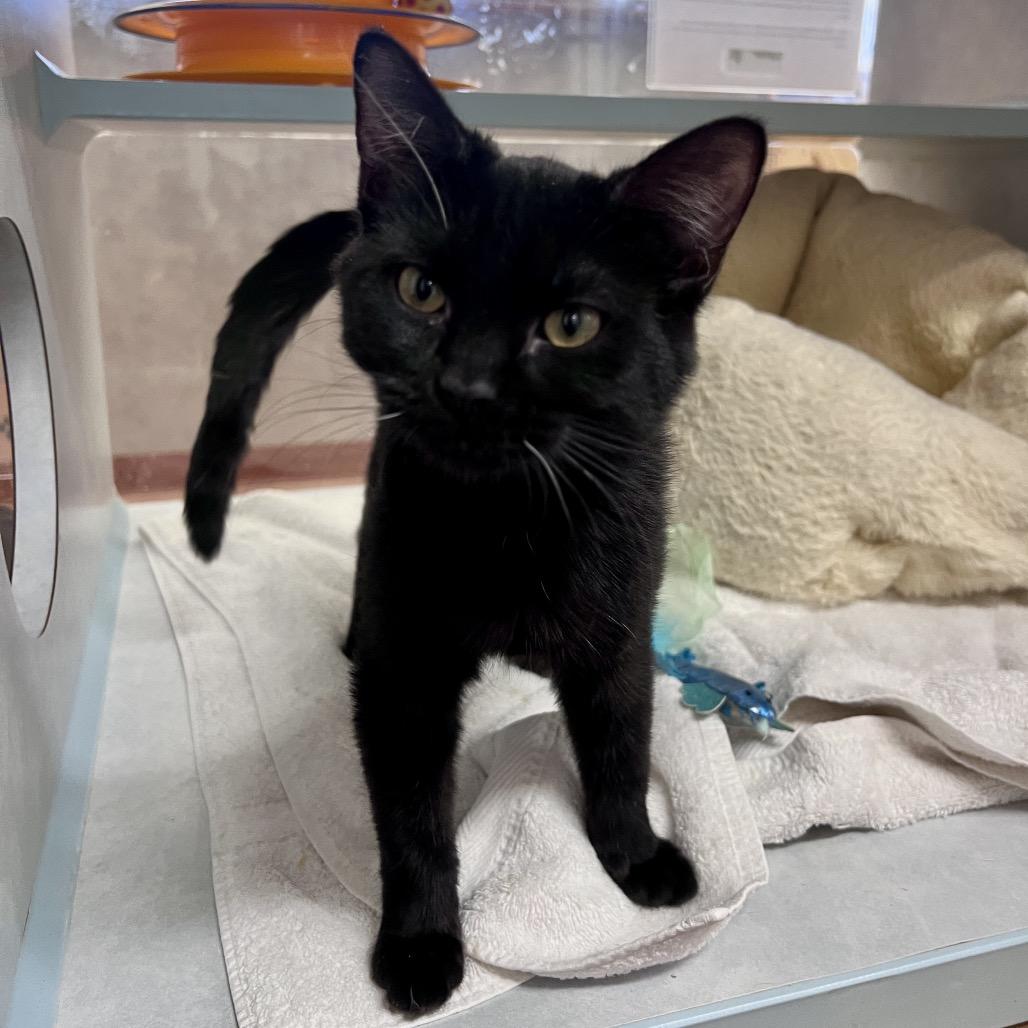 Enlarge Emerald, a Adoptable Domestic Short Hair in Glenwood Springs, CO image 3/4