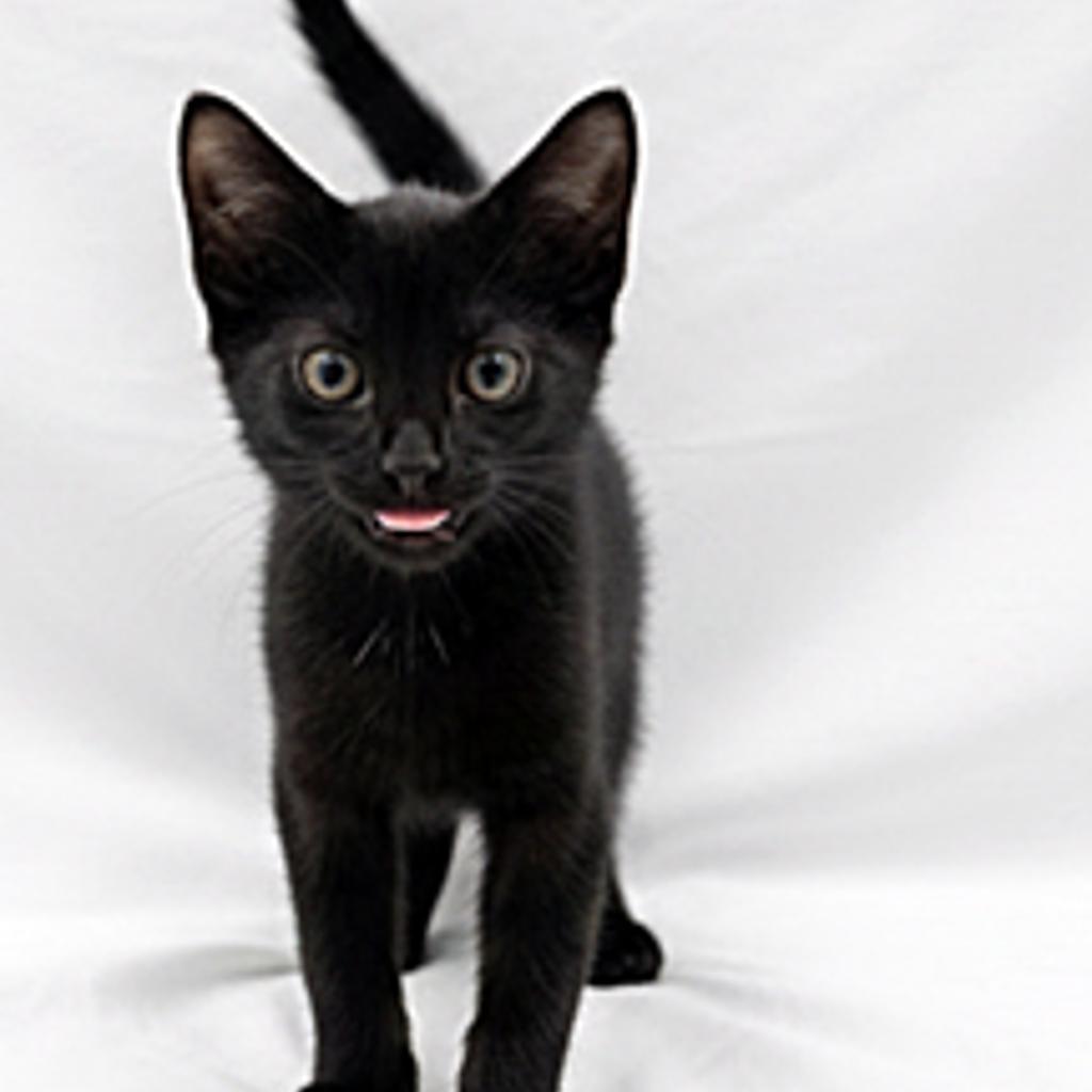 Enlarge Emerald, a Adoptable Domestic Short Hair in Glenwood Springs, CO image 4/4